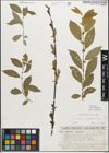 Foto von Salix myrsinifolia Salisb.